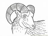 Ram Horn Coloring Pages Printable Color Animals sketch template