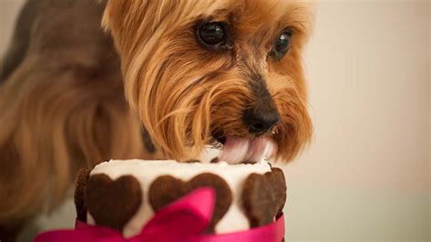 easy dog cake recipe natural healthy simple   youtube
