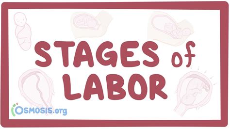 stages of labor video anatomy definition and function osmosis