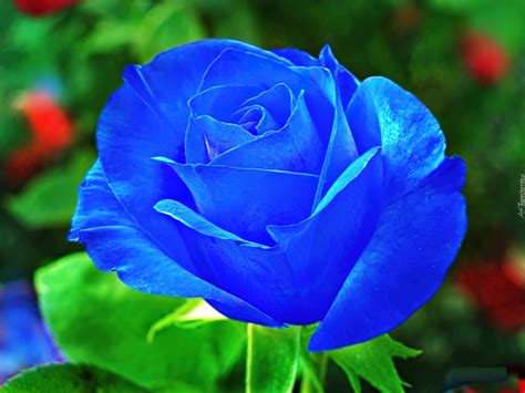 niebieska roza