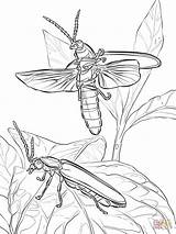 Coloring Firefly Fireflies Pages Printable Drawing Template Getcolorings Eastern Common Getdrawings sketch template