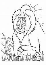 Monyet Affen Macacos Mewarna Kertas Momjunction Haiwan sketch template