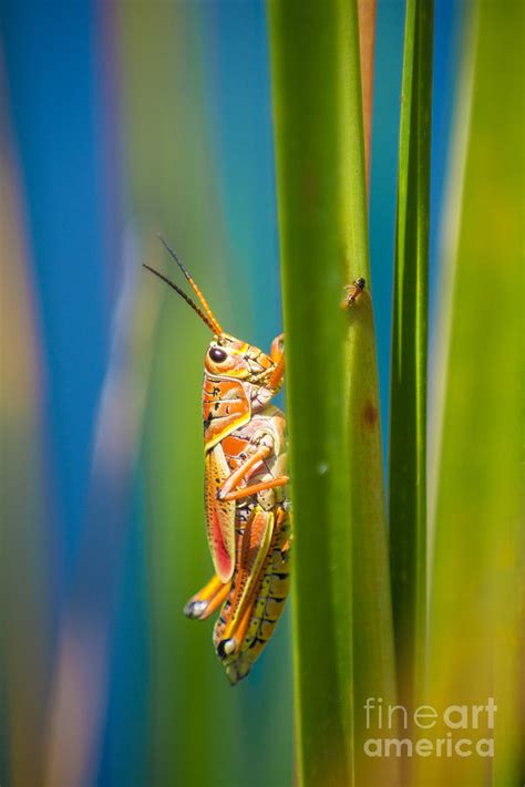 florida grasshopper photograph  anne kitzman fine art america