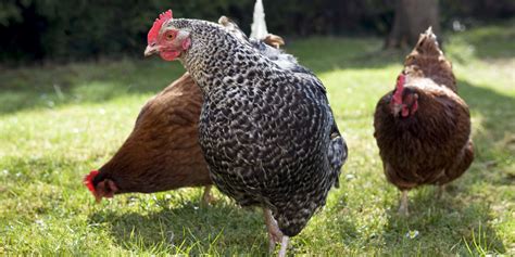 chicken rental service lets   locavores test  poultry