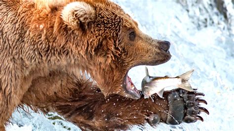 brown bear eating fish hd wallpapers