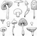 Drawing Mushrooms Mushroom Sketch Coloring Pages Drawn Getdrawings Vector Forest Hand Set sketch template