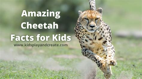amazing cheetah facts  kids kids play  create