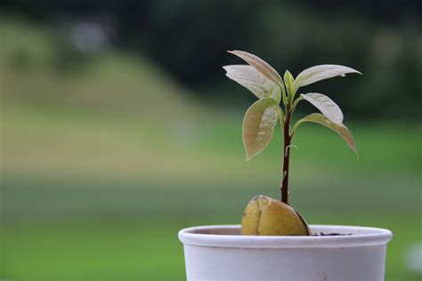 Video Planting Your Germinated Avocado Seed In A Pot