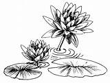 Lily Water Clipart Pad Drawing Lilypad Coloring Lilies Flower Outline Pages Clip Line Pads Draw Tattoos Printable Cliparts Getdrawings Clipground sketch template
