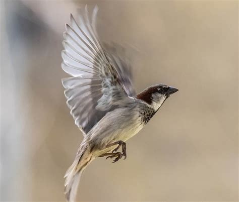 haussperling lexikon der schaedlinge