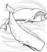 Sperm Whale sketch template