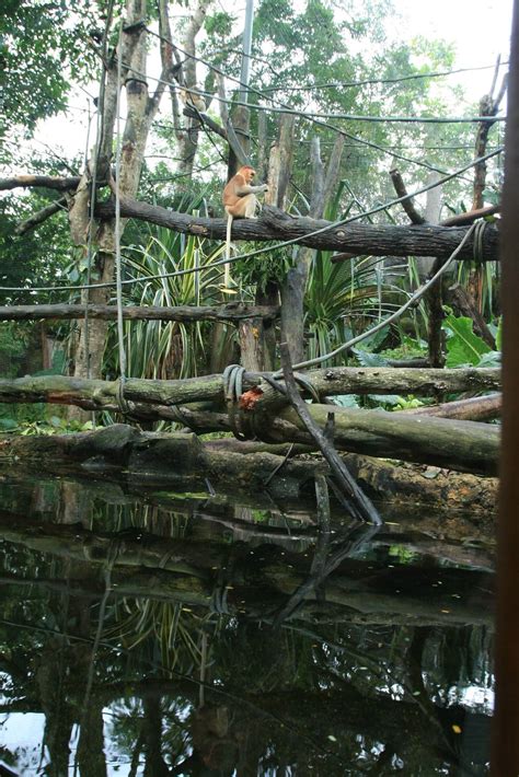 proboscis monkey enclosure zoochat