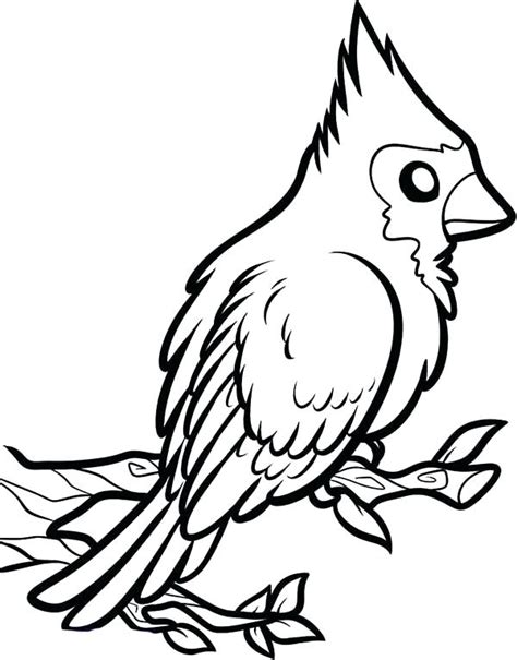 cardinal  drawing    clipartmag