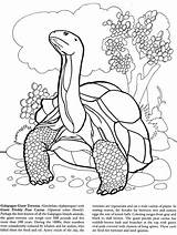 Coloring Tortoise Galapagos Pages Islands Book Island Doverpublications Dover Publications Giant Turtle Kids Animals Colouring Snake Animal Welcome Printable Books sketch template