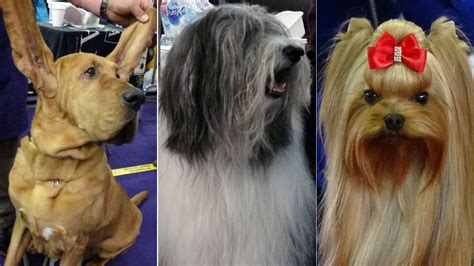 show thousands  dogs compete  westminster dog show title