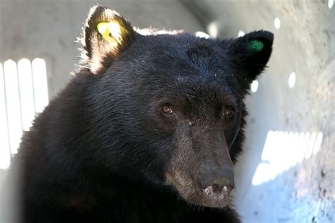 florida woman doesn t blame bear for attack las vegas review journal
