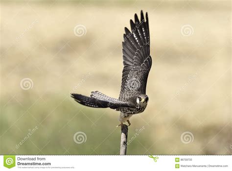 Migration Falcon Spread Wings On Stump In Nature Stock