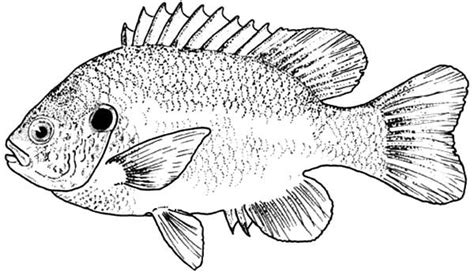 bass fish picture coloring pages  place  color
