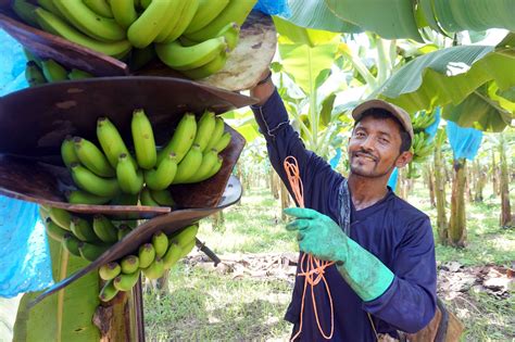 sustainable bananas grown rainforest alliance