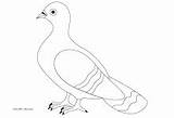 Pigeon Coloring Exclusive Pages Getcolorings Getdrawings sketch template