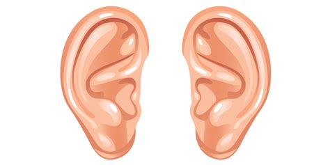 ears strange facts  health problems    health secrets