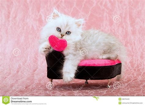 Cute Kitten With Love Heart Stock Image Image Of Couch
