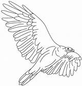 Vulture Getdrawings sketch template