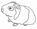 Guinea Pig Coloring Pages Print Printable Cavies Getcolorings Carlinville Color sketch template