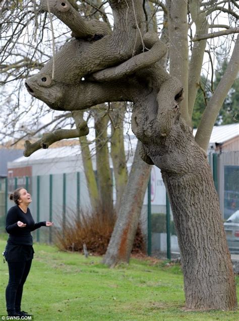 finding tree mo garden centre workers find twisting trunk