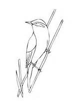 Coloring Warbler Yellow Yellowthroat Common Bird Printable Version Color Click sketch template