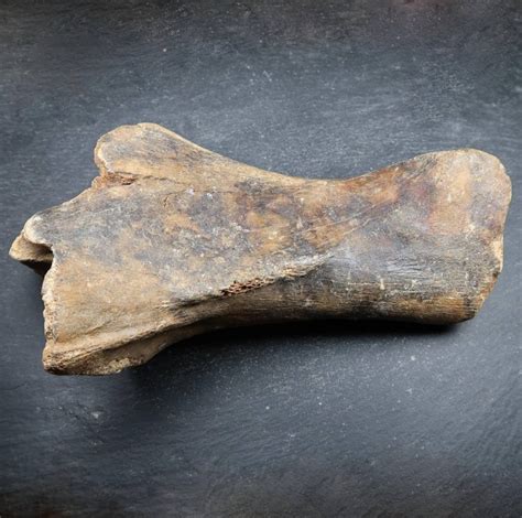 ice age mammal bones ice age fossils  sale uk fossil shop