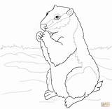 Ground Squirrel Woodchuck Coloring Arctic Pages Clipart Drawing Printable Clipground Puzzle sketch template