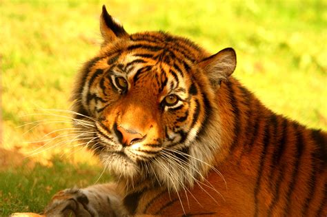 save  sumatran tiger globalgiving