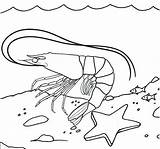 Coloring Shrimp Pages Starfish Underwater Cool Cute Kids sketch template