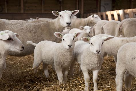 brexit drukt flink op britse export lamsvlees food agribusiness