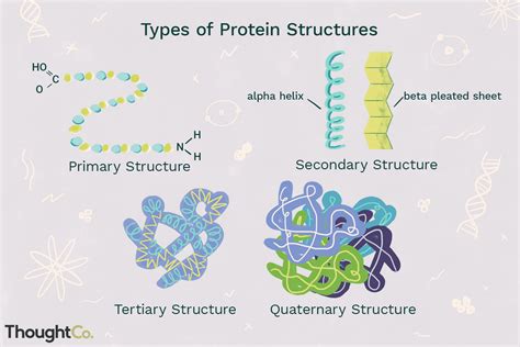 types  protein structure