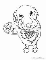 Coloring Pages Lab Labrador Yellow Dog Color Print Face Getcolorings Getdrawings Hellokids Sheets Template Online sketch template