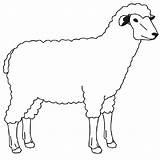 Sheep Kids Drawings Cliparts Coloring Pages sketch template