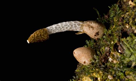 Photos The Penis Like Mushroom And Other Top 10 New Species Of 2009