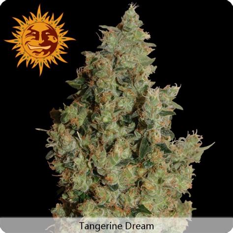 Tangerine Dream Bf Fem 5pk ⋆ Xotic Seed Bank