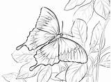 Borboleta Kupu Morpho Ulysses Mewarnai Colorare Montanha Ulisses Disegni Farfalle Coloringbay Farfalla Ulisse sketch template