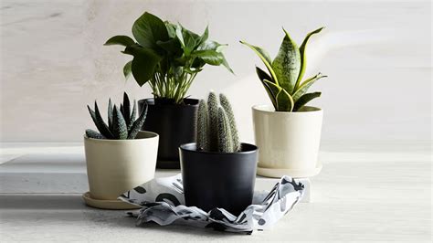 buy planters  flower pots  outdoor  indoor plants