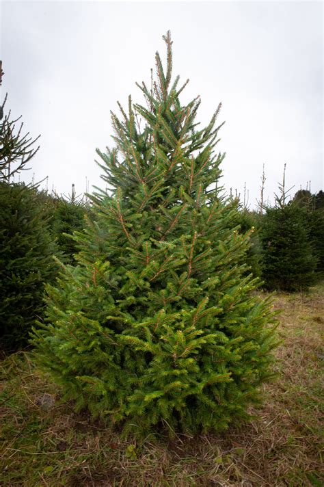 ft norway spruce christmas tree northumberland christmas trees