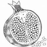 Pomegranate Coloring Pages Isolated Background Adult Vector Zentangle Book Stock Shutterstock Fruit Doodle Zen Trace Drawn Hand Sketch Colouring Drawing sketch template