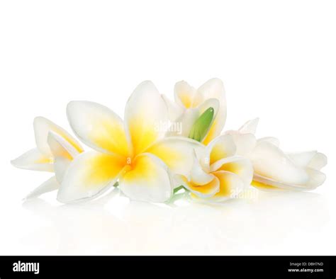 frangipani spa flowers stock photo alamy