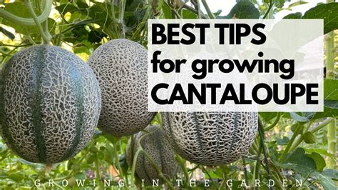 tips  growing cantaloupe grow sweet flavorful cantaloupe