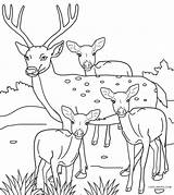 Deer Hirsch Polanie Rodzina Jeleni Kolorowanka Cool2bkids Druku Renas Drukowanka Wydrukuj Malowankę sketch template