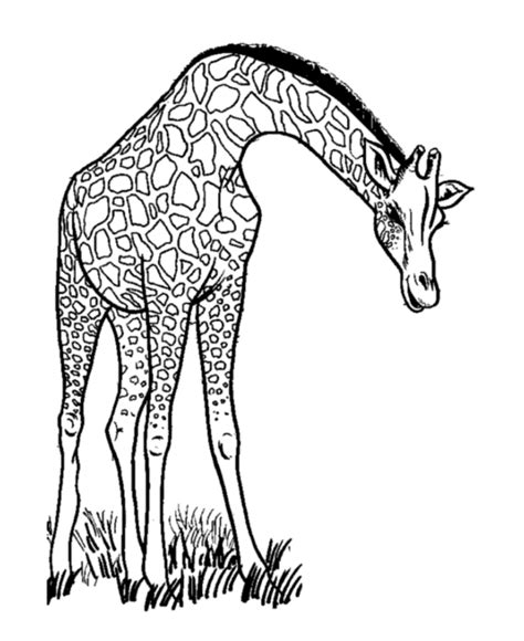 giraffe coloring pages  coloring pages  print