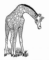 Girafe Dessins Coloriages Dessiner sketch template