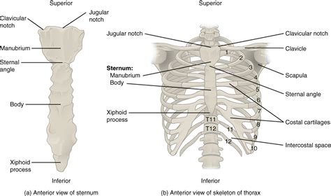 The Thoracic Cage – The Ribs And Sternum Human Anatomy And Physiology